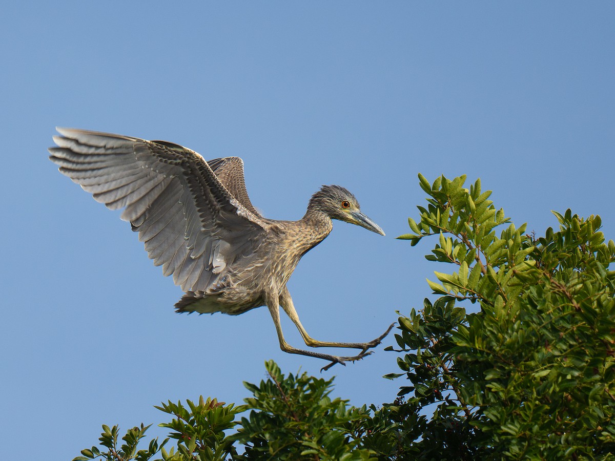 Yellow-crowned Night Heron - ML646955236