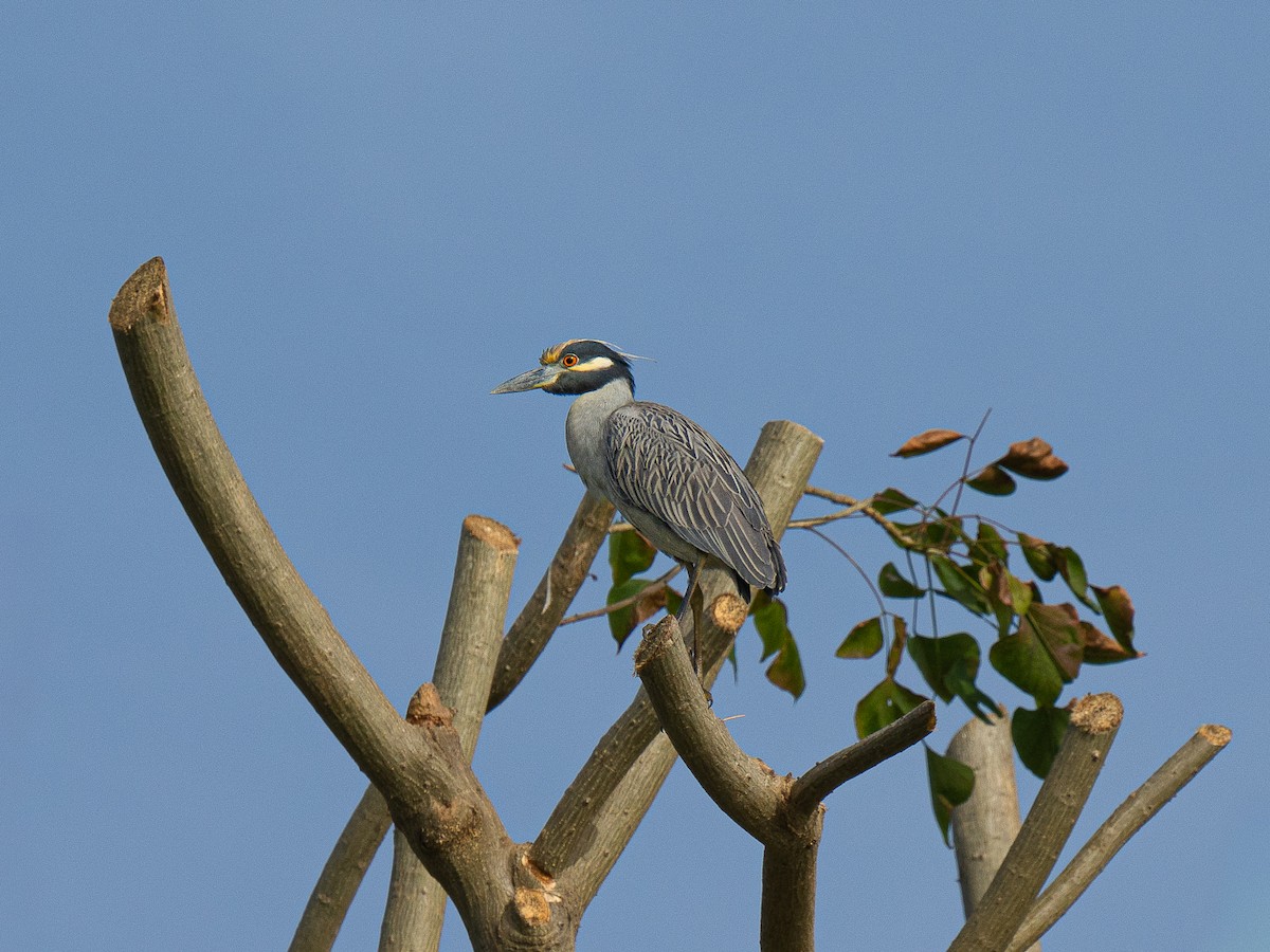 Yellow-crowned Night Heron - ML646955237