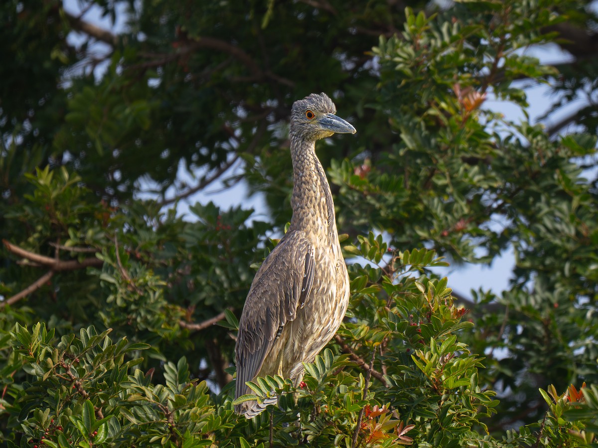 Yellow-crowned Night Heron - ML646955238