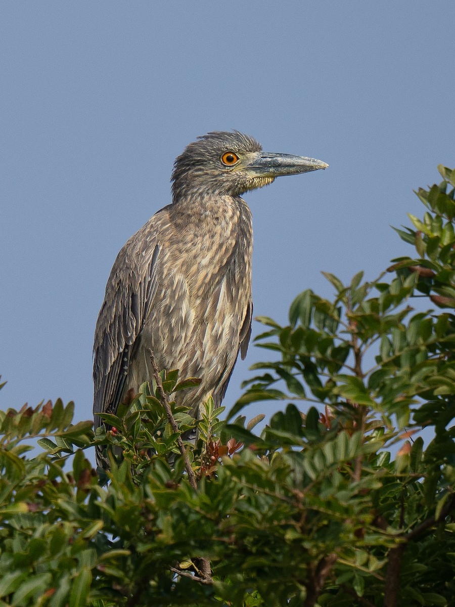 Yellow-crowned Night Heron - ML646955239