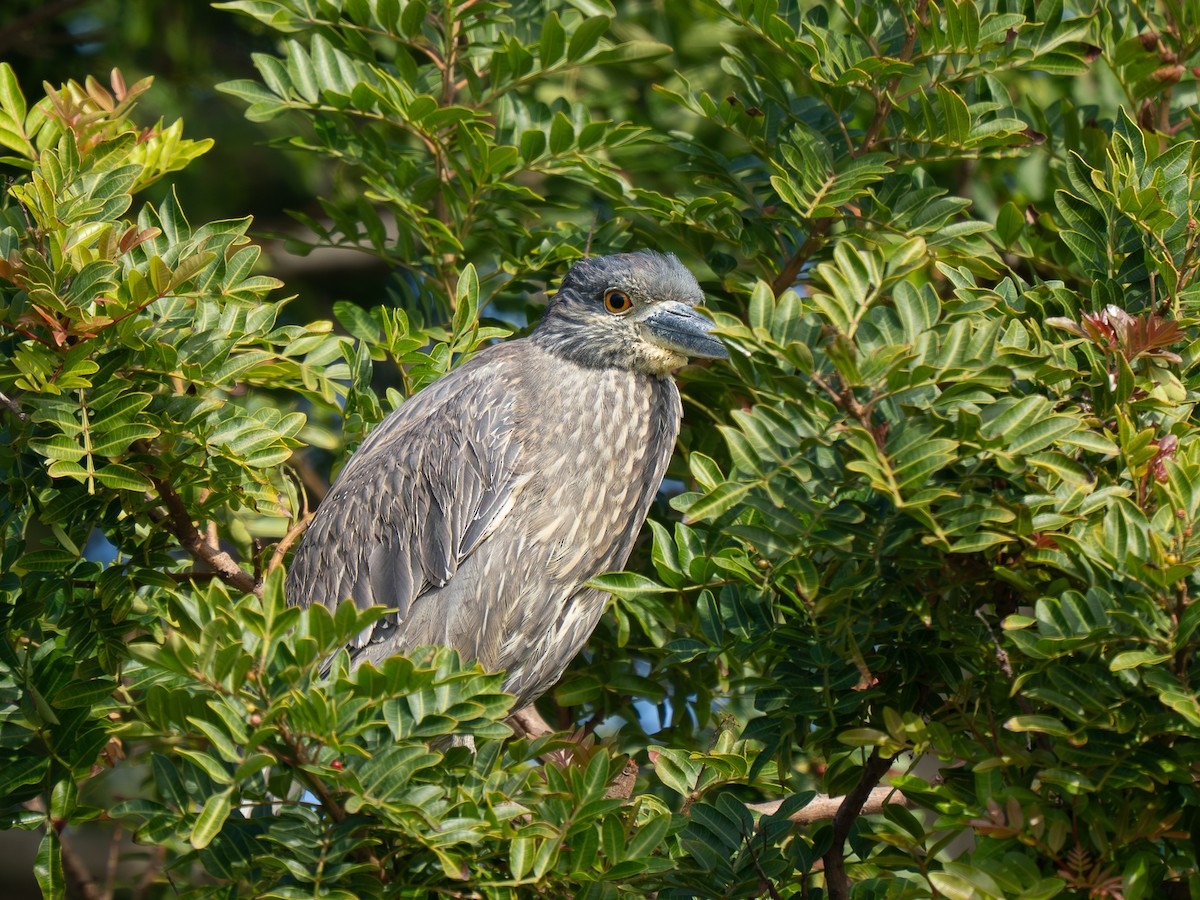 Yellow-crowned Night Heron - ML646955240