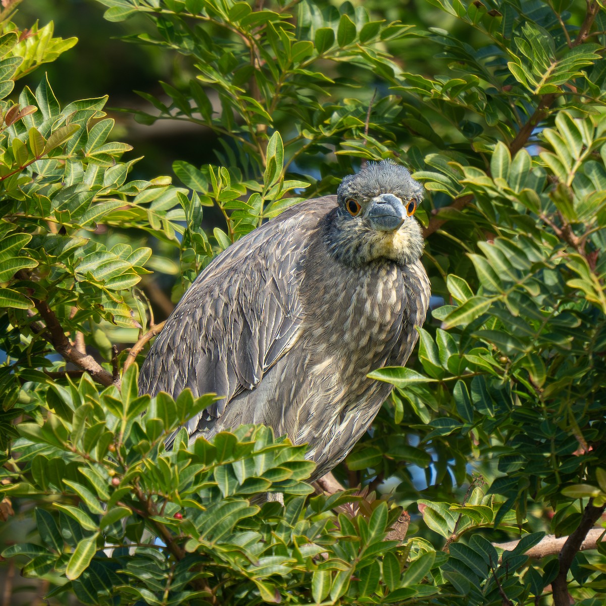 Yellow-crowned Night Heron - ML646955241