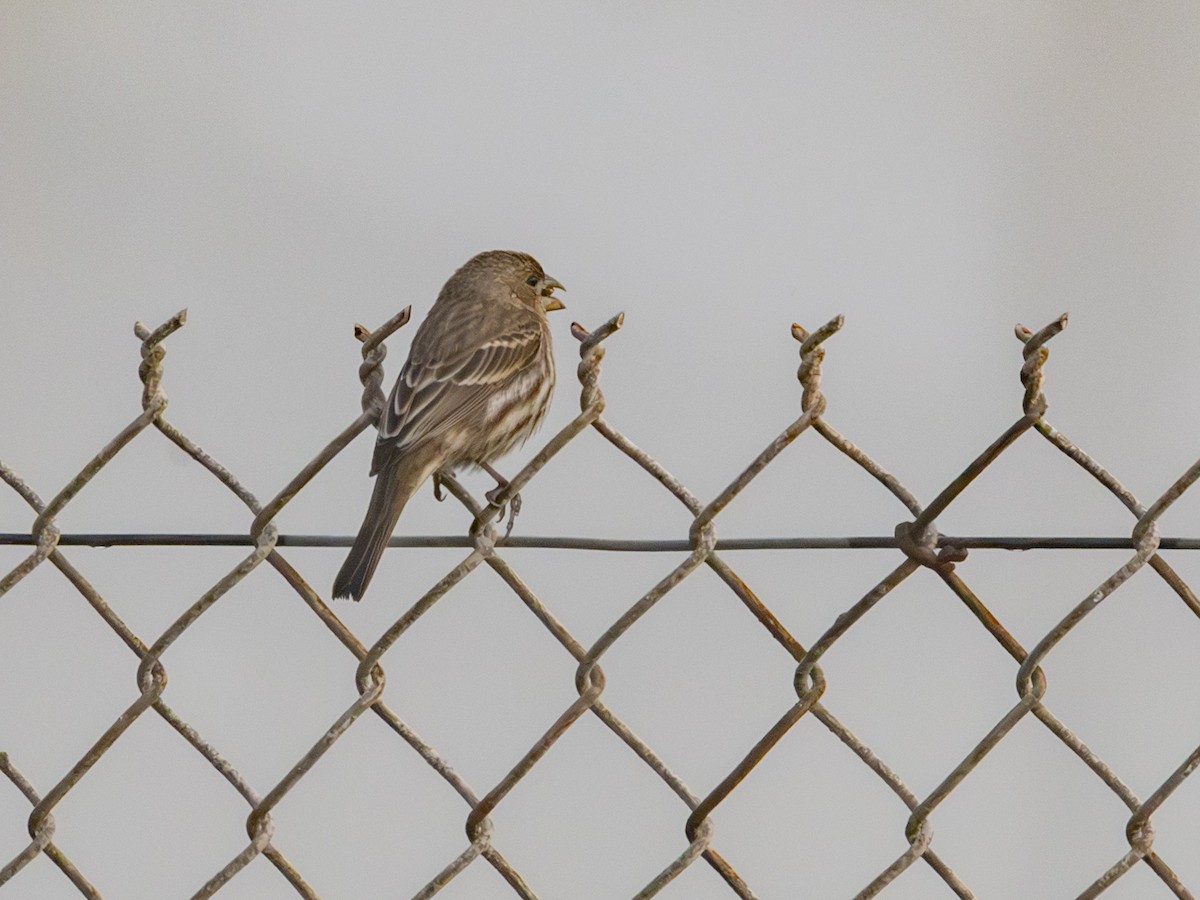 Roselin familier - ML646955242