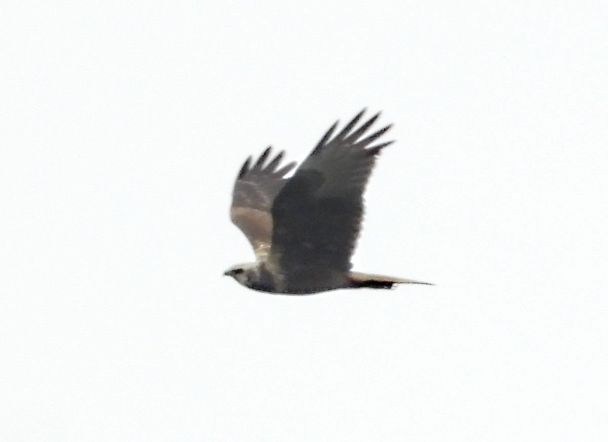 Eastern Marsh Harrier - ML646955243