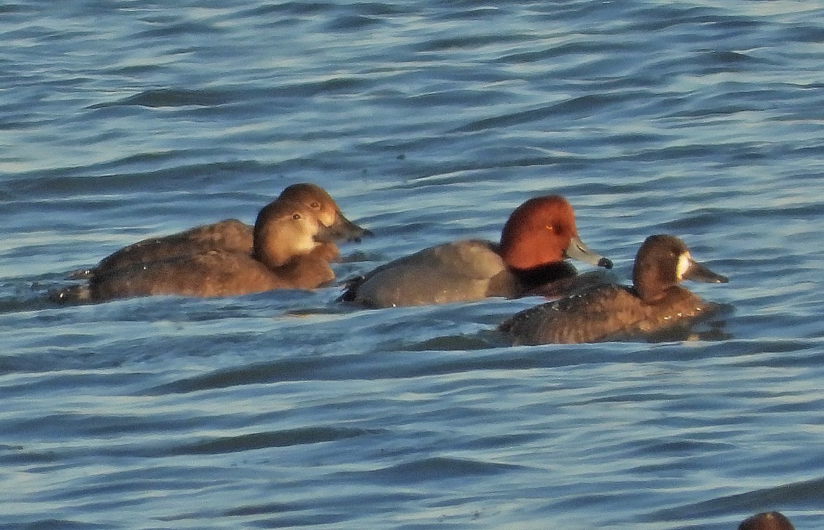 Малая морская чернеть - ML646955244