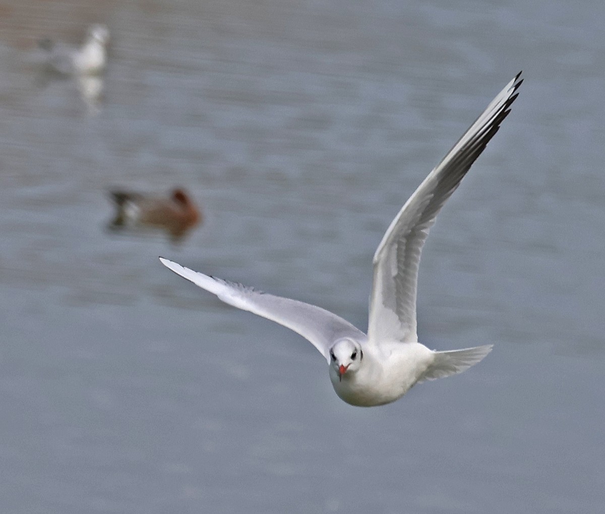 Black-headed Gull - ML646955246