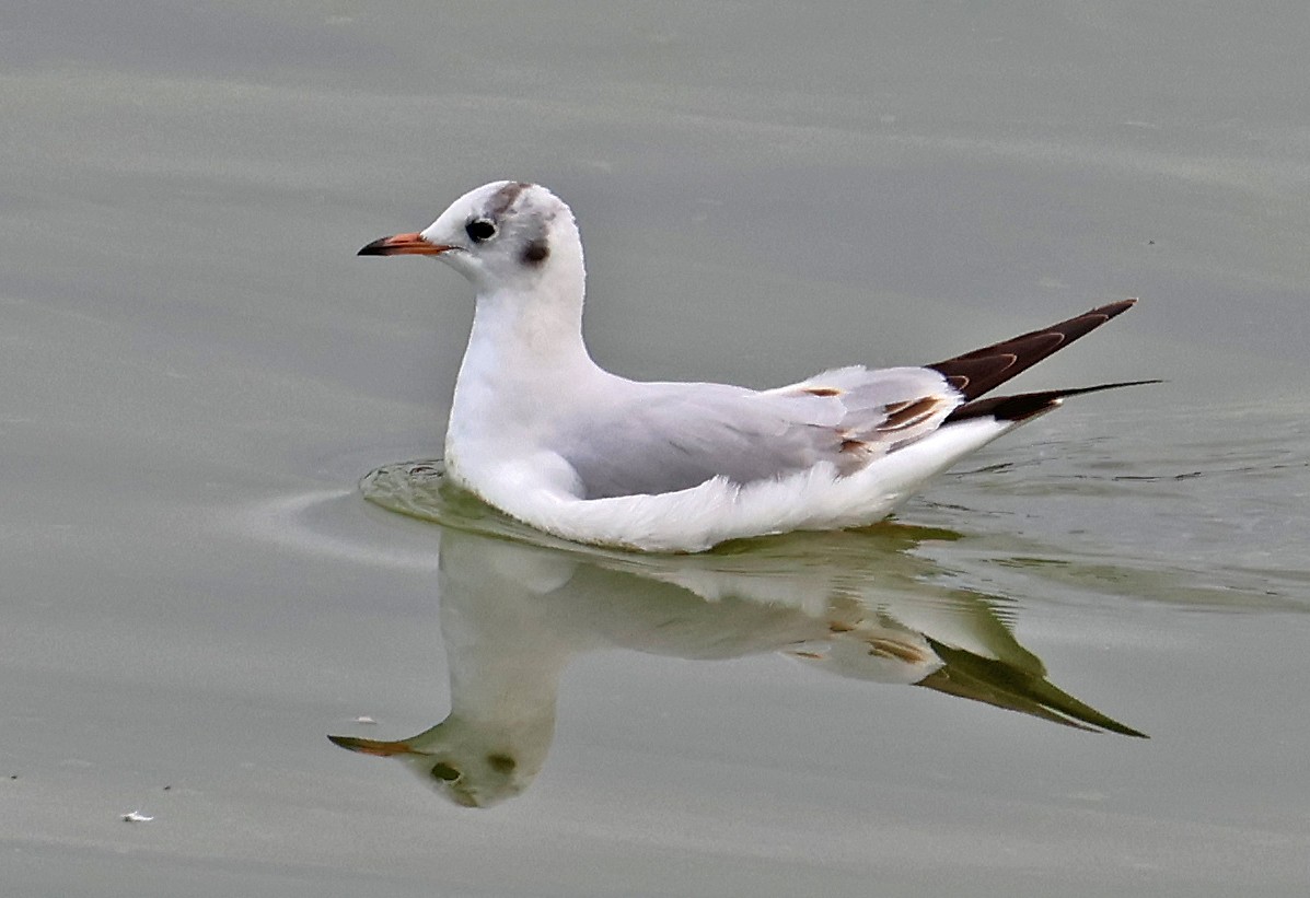 Black-headed Gull - ML646955247