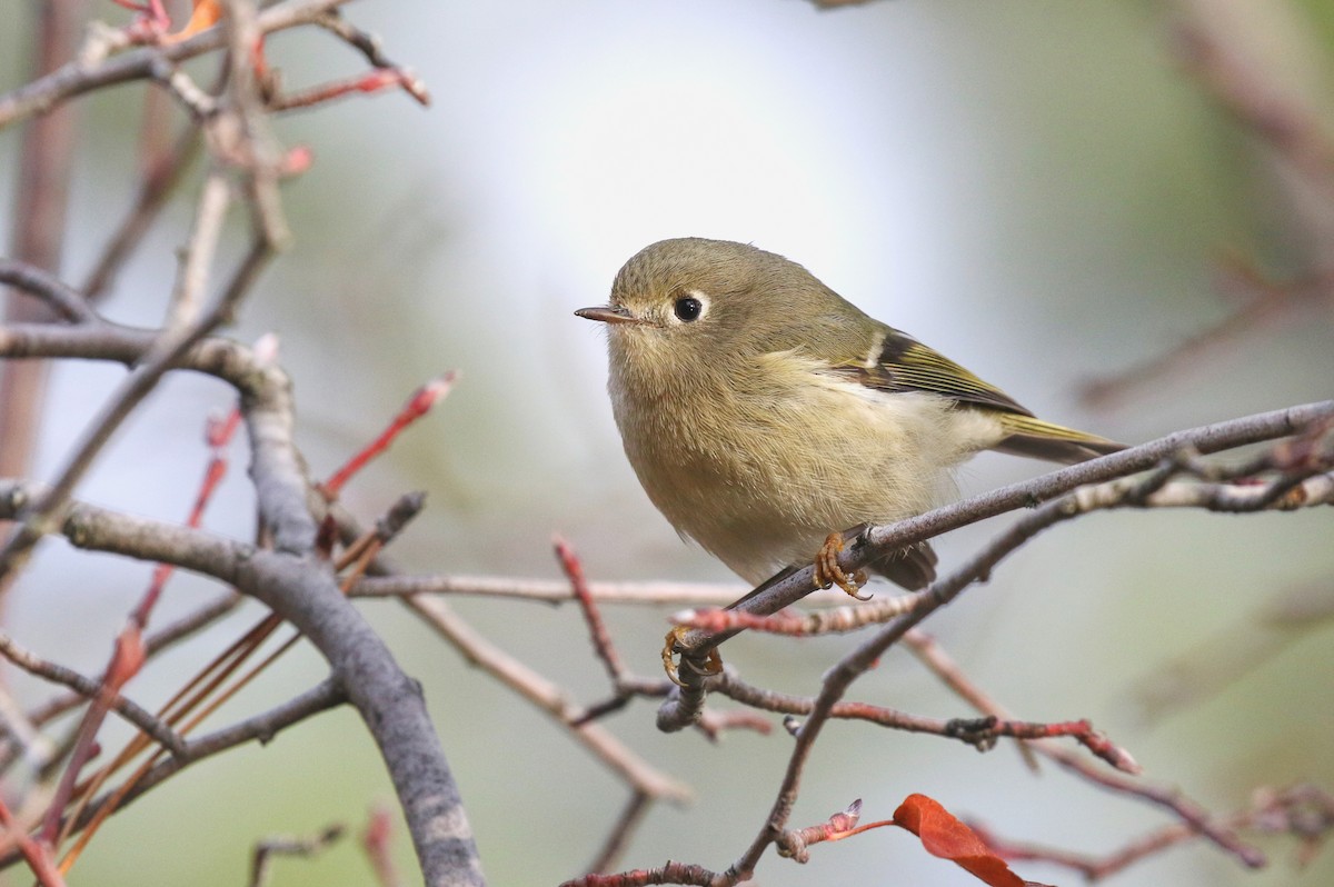 rubinfuglekonge - ML646955248