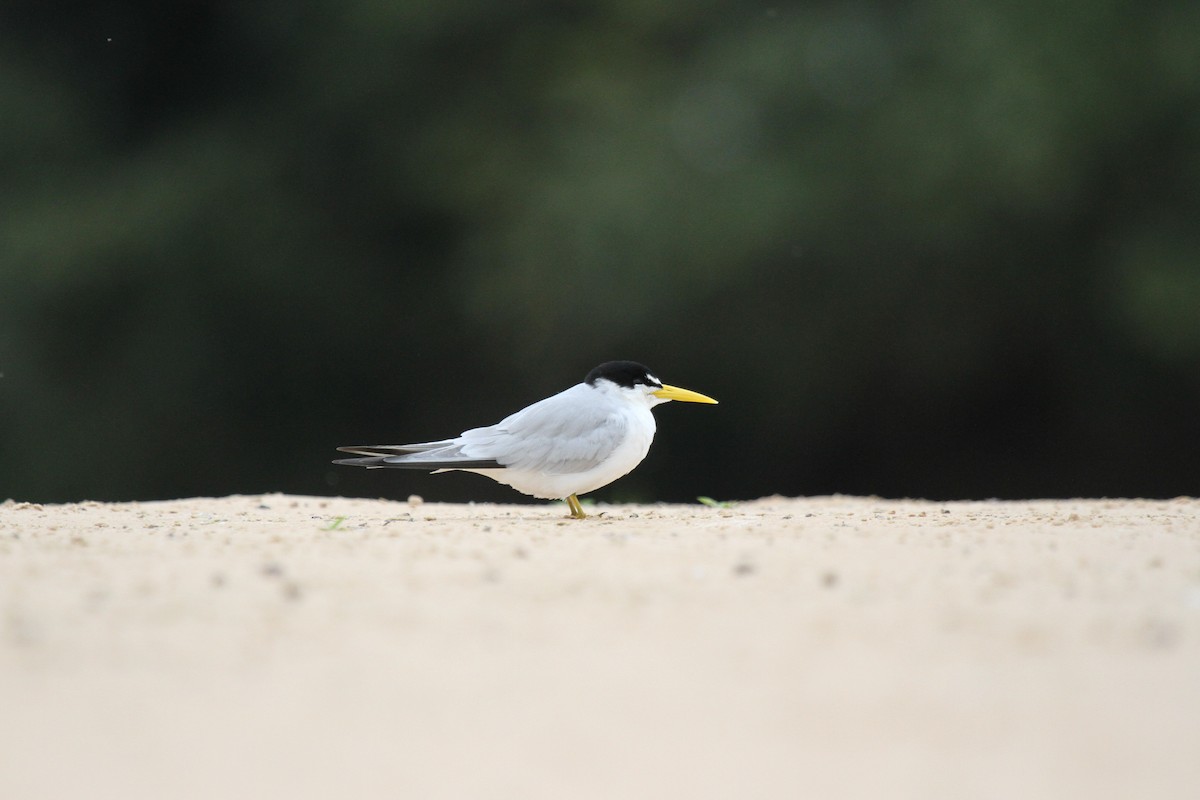 Yellow-billed Tern - ML646955252