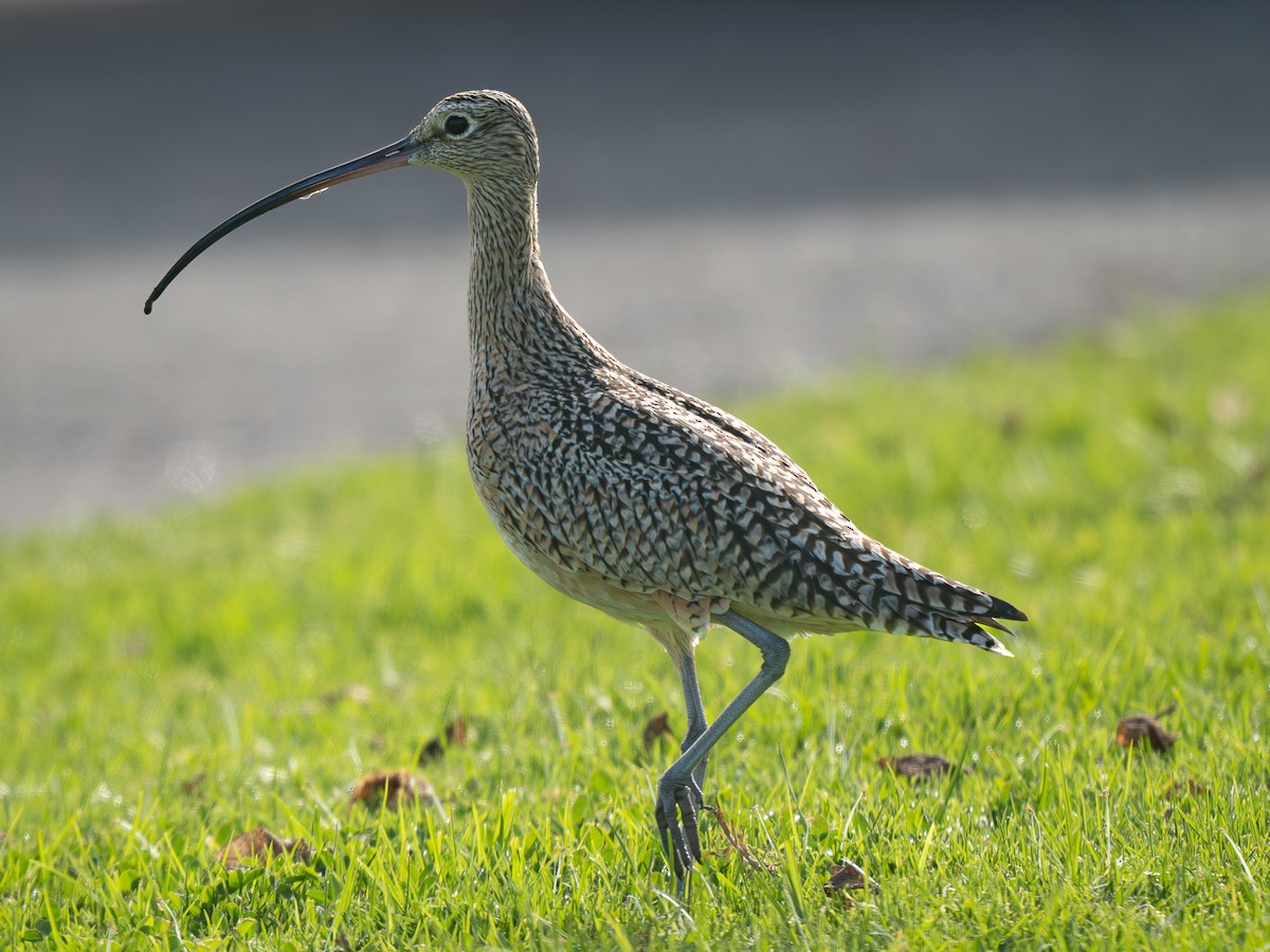 Кульон американський - ML646955255