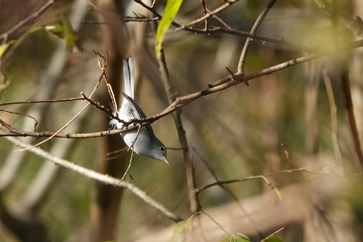 Perlita Grisilla - ML646955258