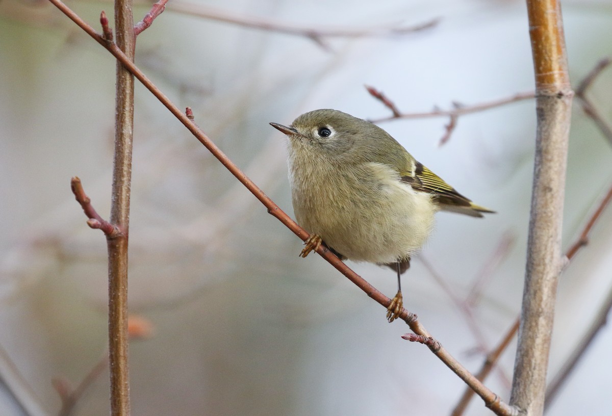 rubinfuglekonge - ML646955259