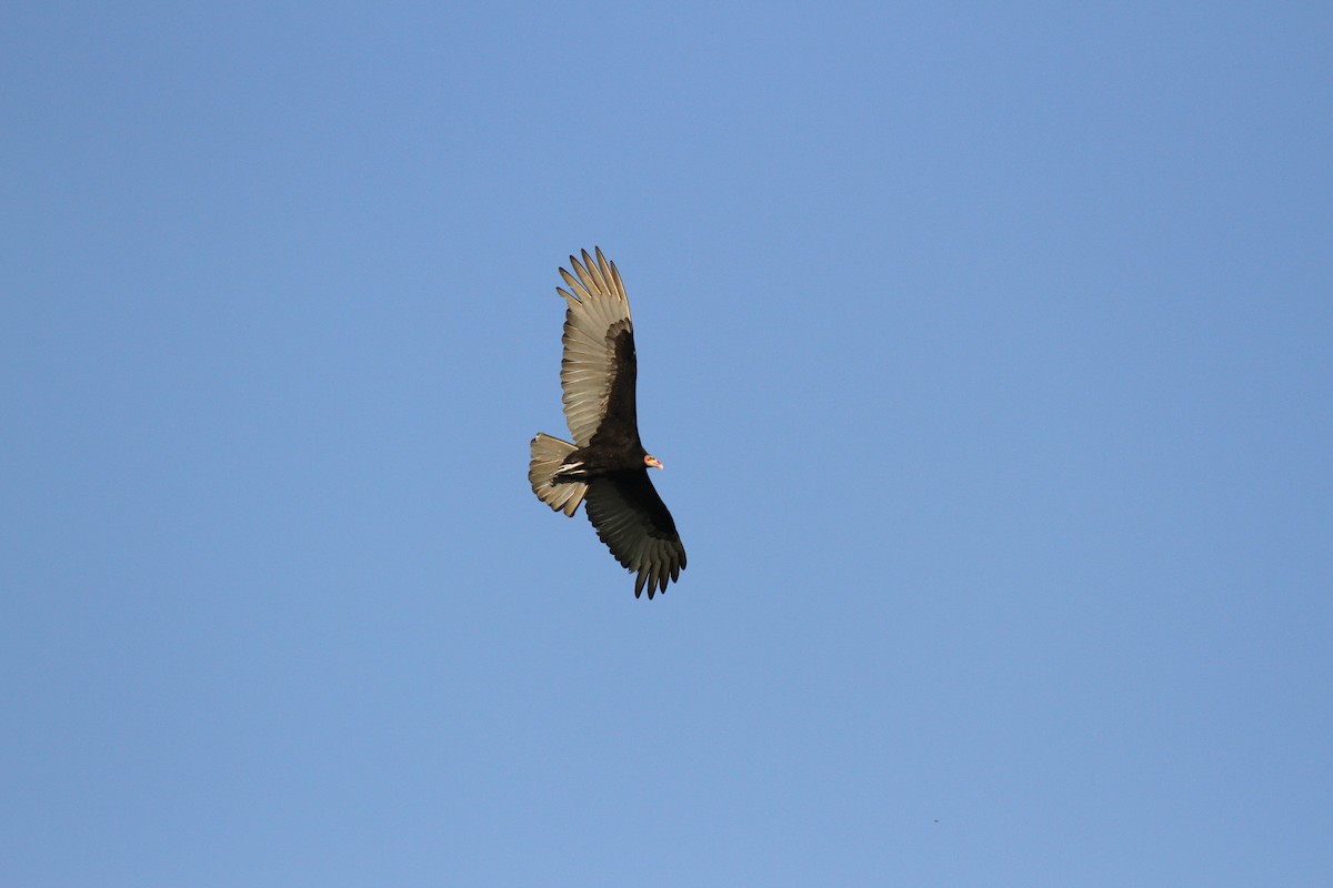 Lesser Yellow-headed Vulture - ML646955260