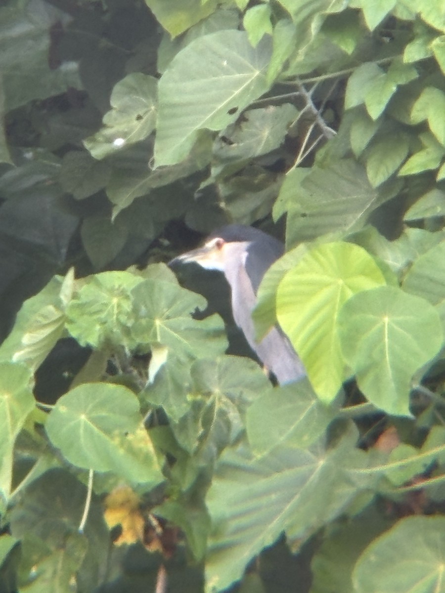 Black-crowned Night Heron - ML646955270