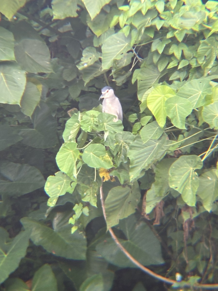 Black-crowned Night Heron - ML646955271