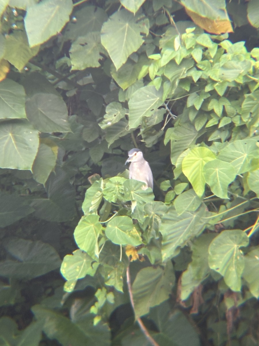 Black-crowned Night Heron - ML646955272