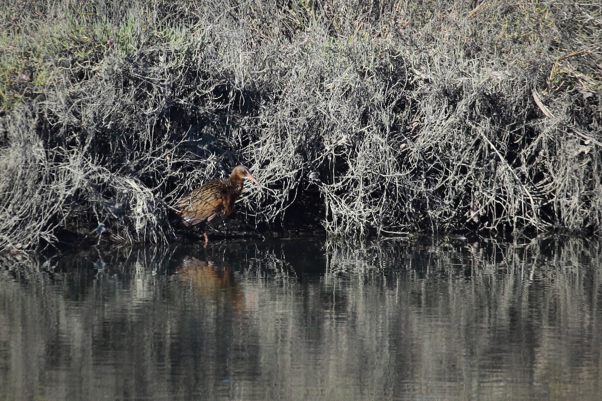 Ridgway's Rail (Light-footed) - ML646955284