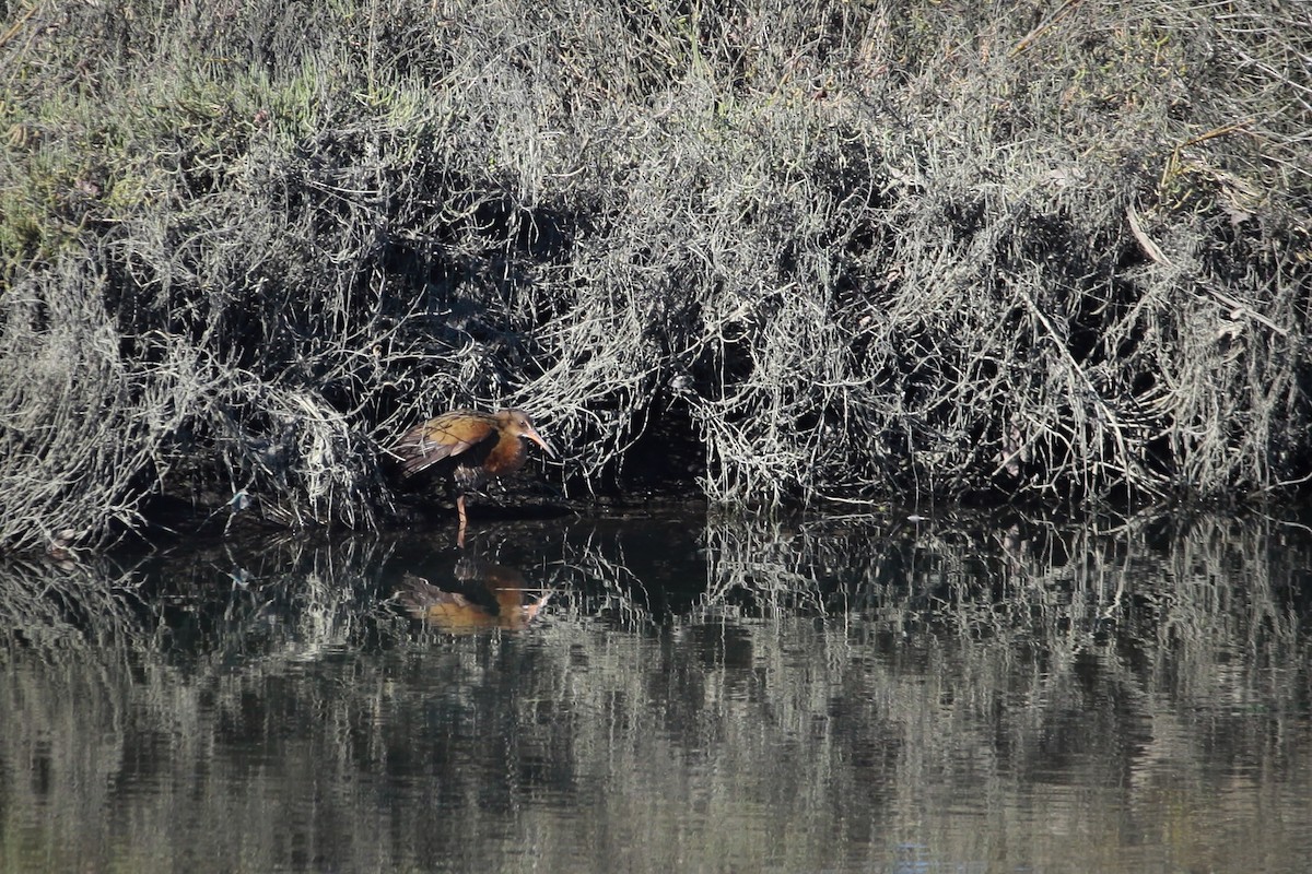 Ridgway's Rail (Light-footed) - ML646955285