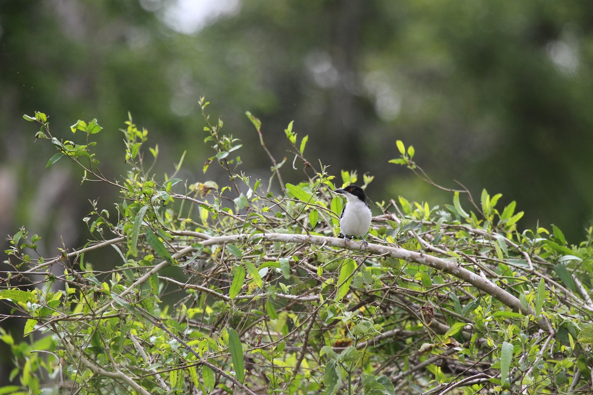 Great Antshrike - ML646955287