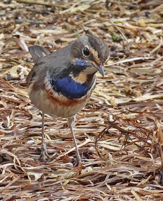 Bluethroat - ML646955288