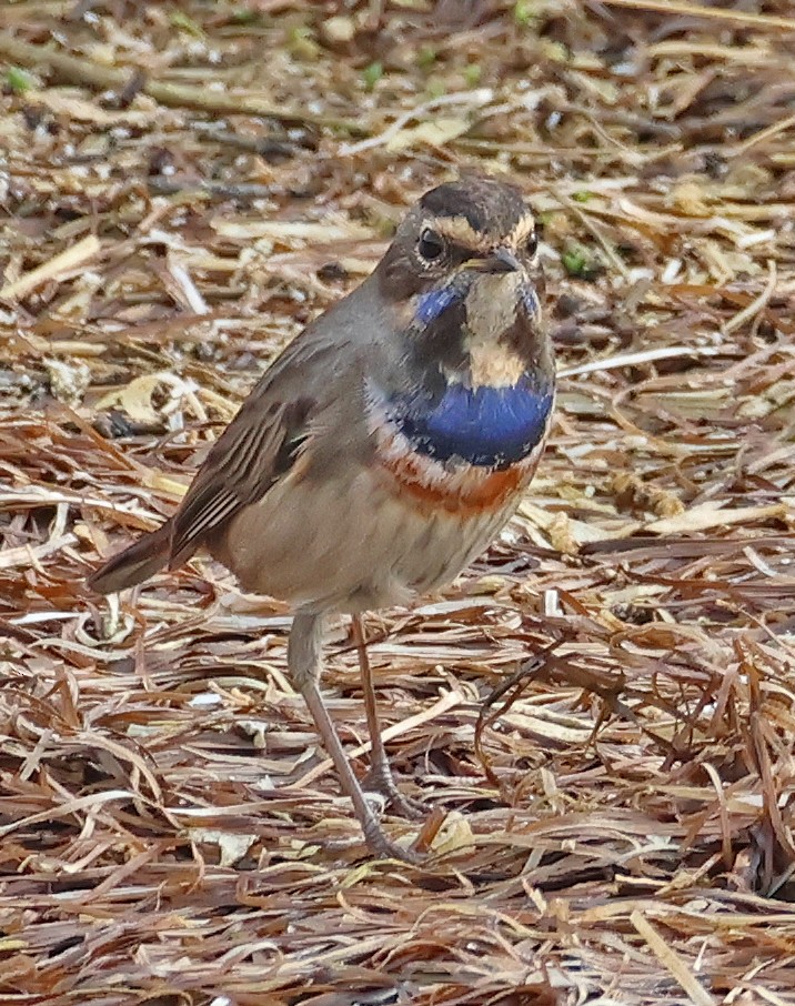 Bluethroat - ML646955289