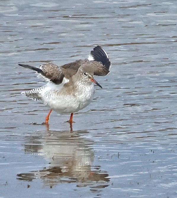 Common Redshank - ML646955299