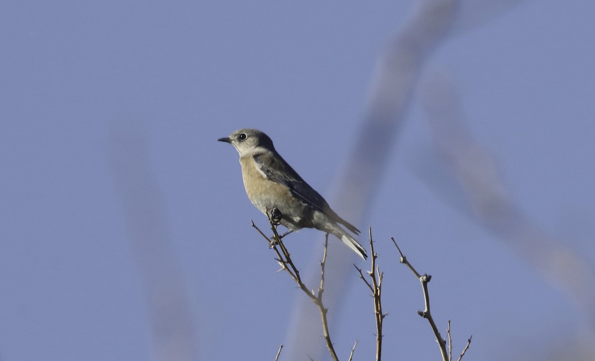 Western Bluebird - ML646955301