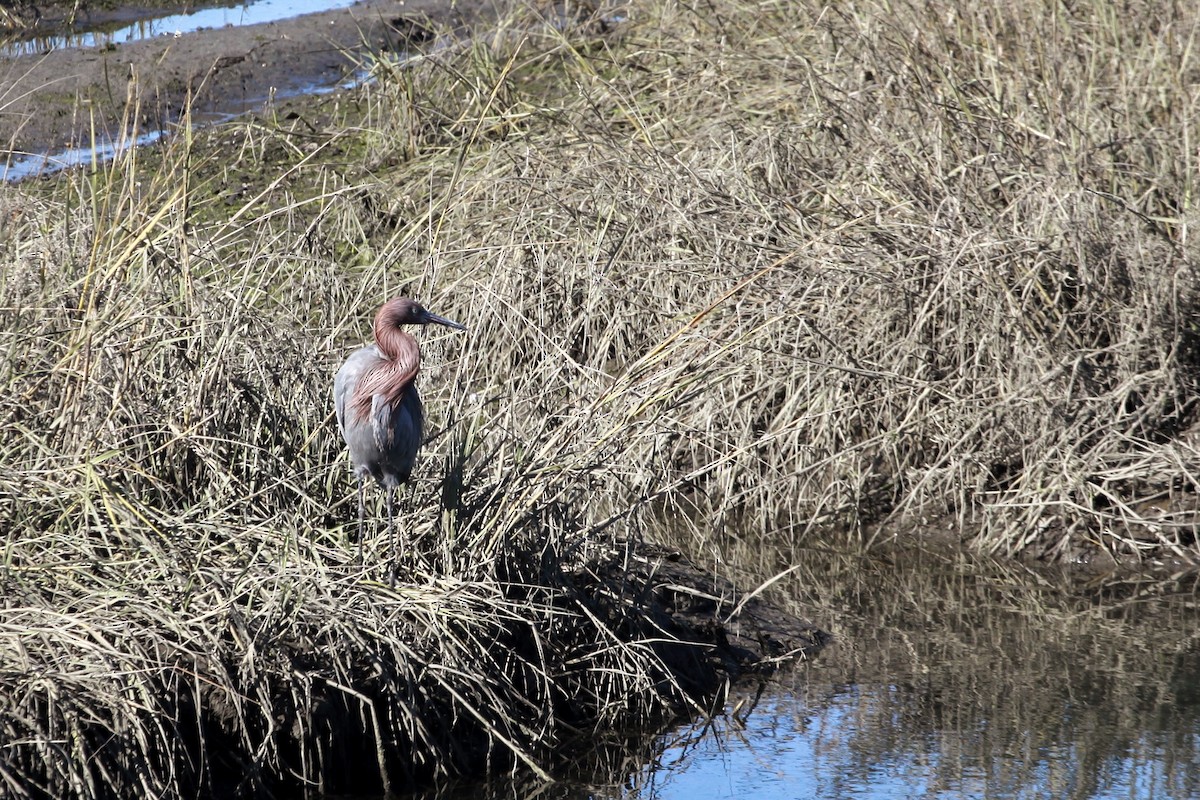 Reddish Egret - ML646955302