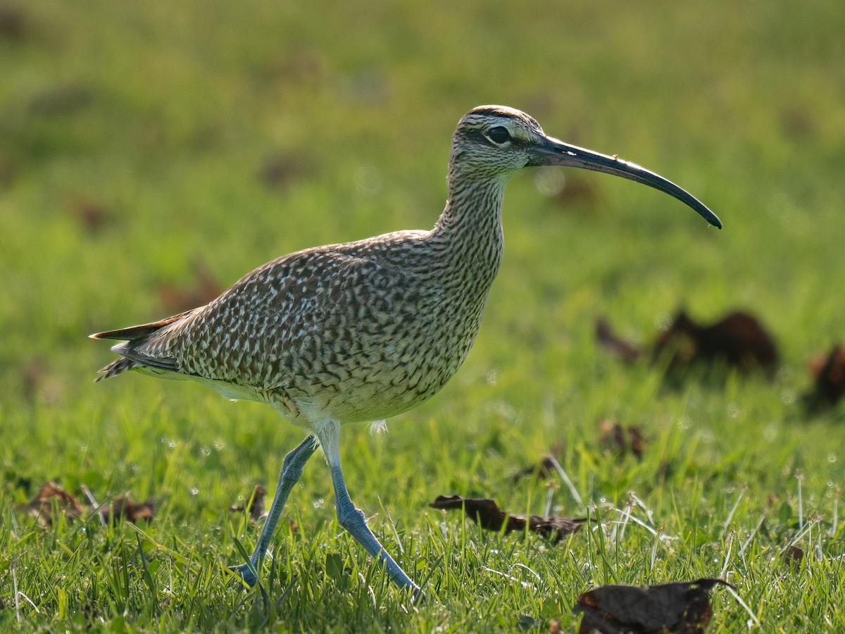 Кульон гудзонський - ML646955303