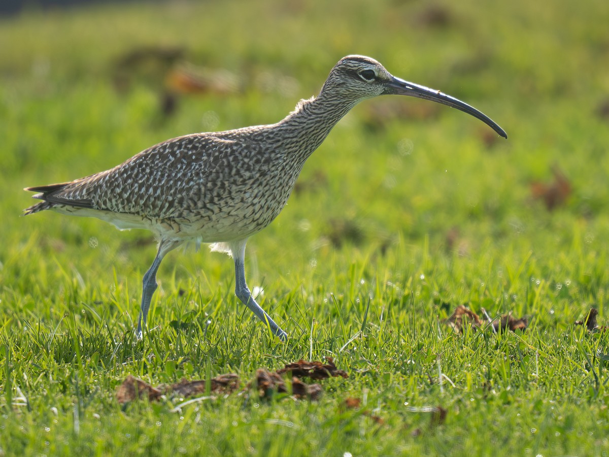 Кульон гудзонський - ML646955304