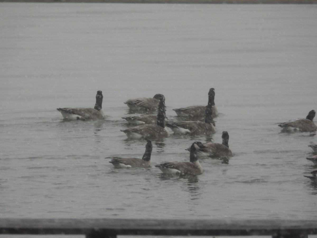 小加拿大雁 - ML646955305