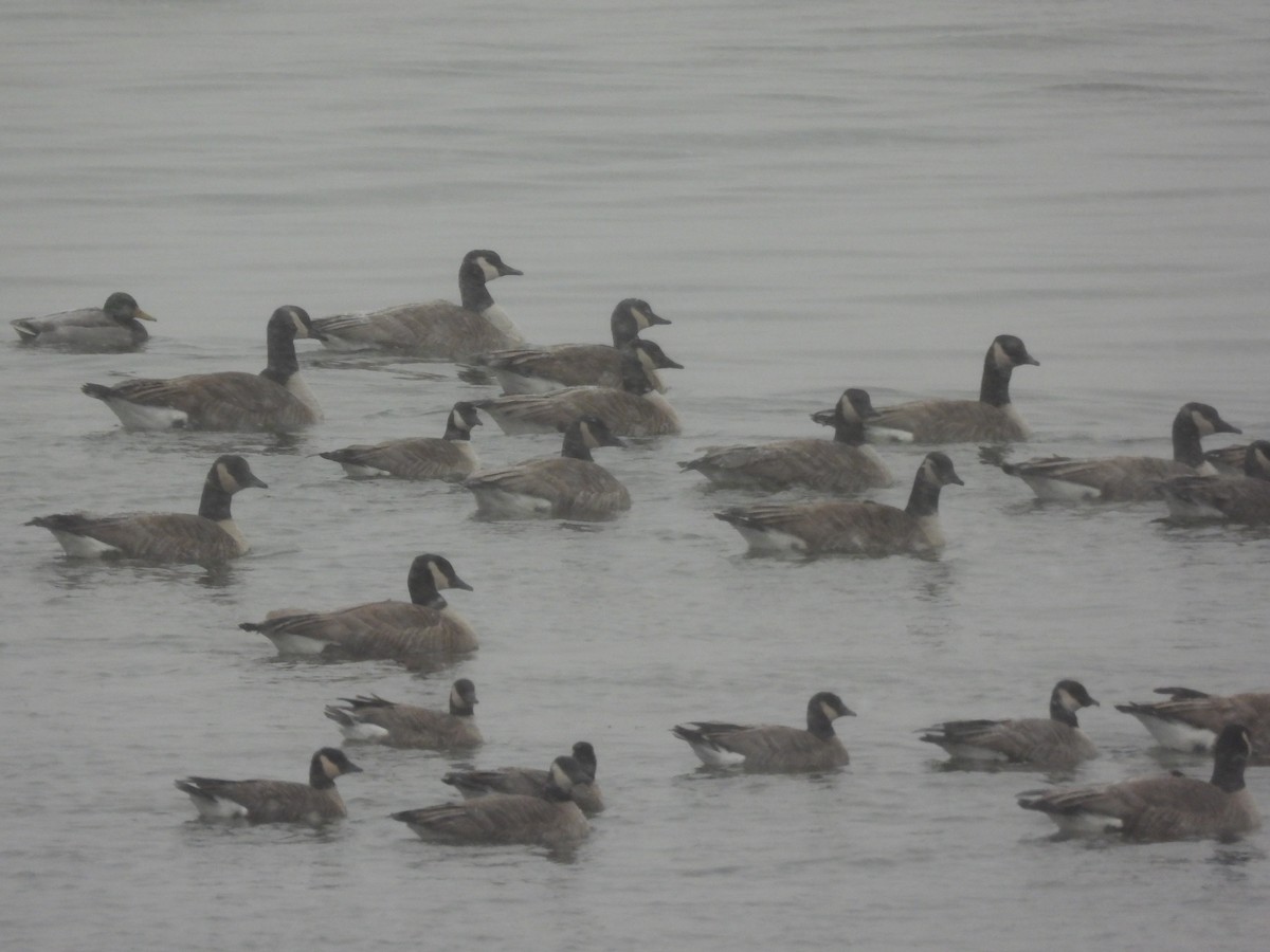 小加拿大雁 - ML646955306