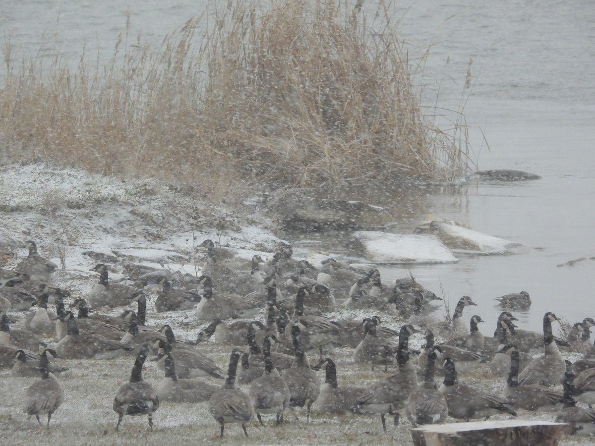 小加拿大雁 - ML646955307