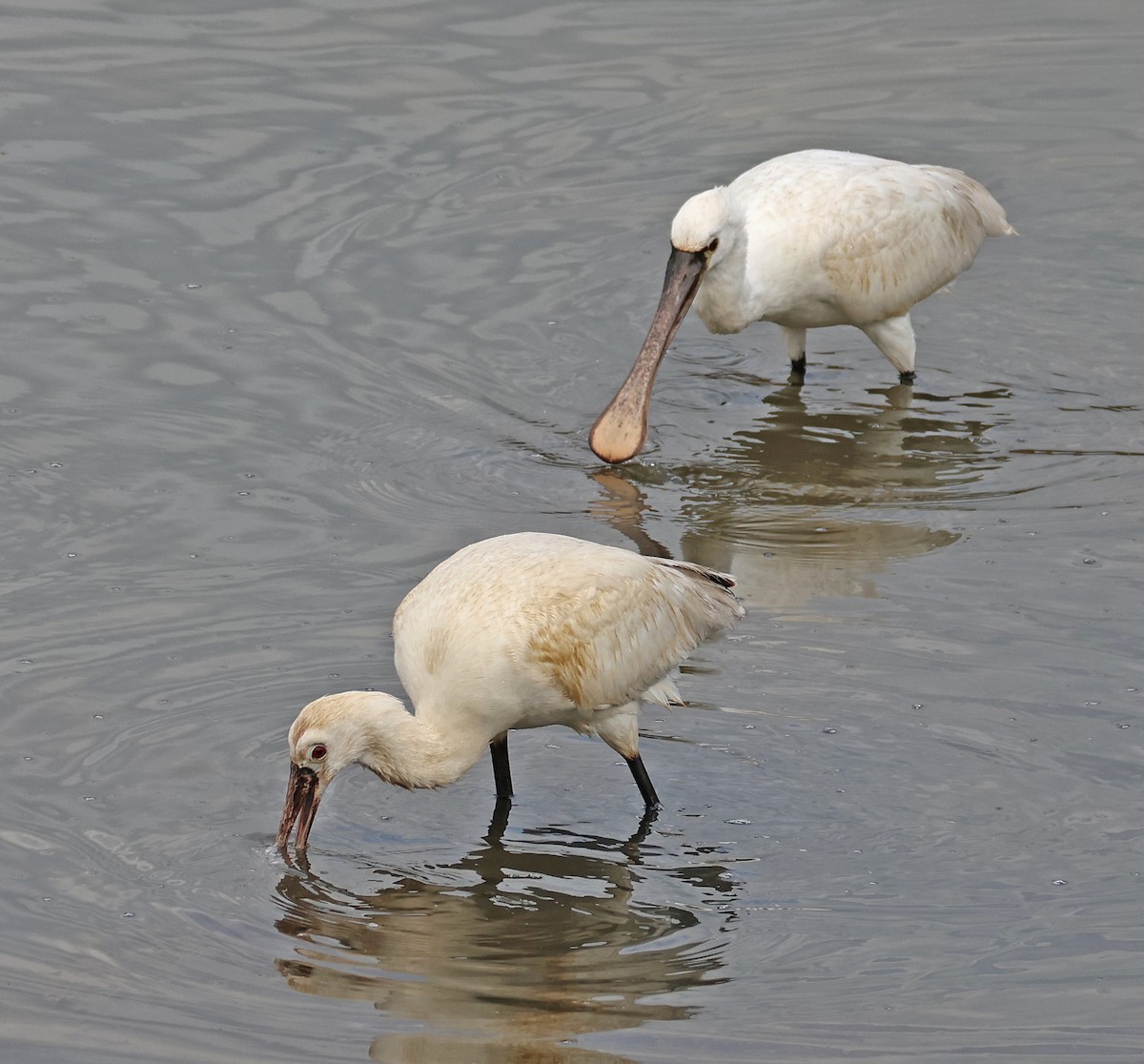 白琵鷺 - ML646955308