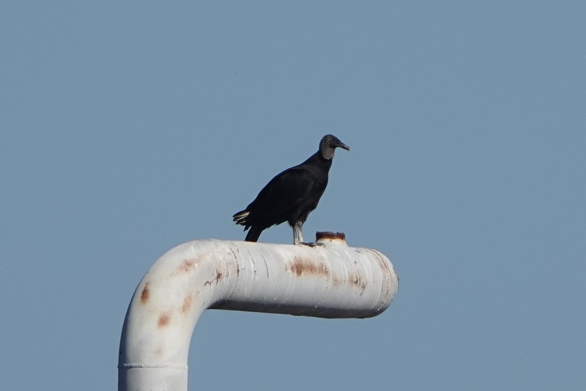 kondor havranovitý - ML646955317