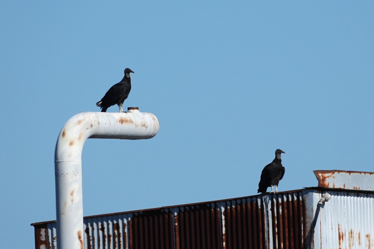 kondor havranovitý - ML646955318