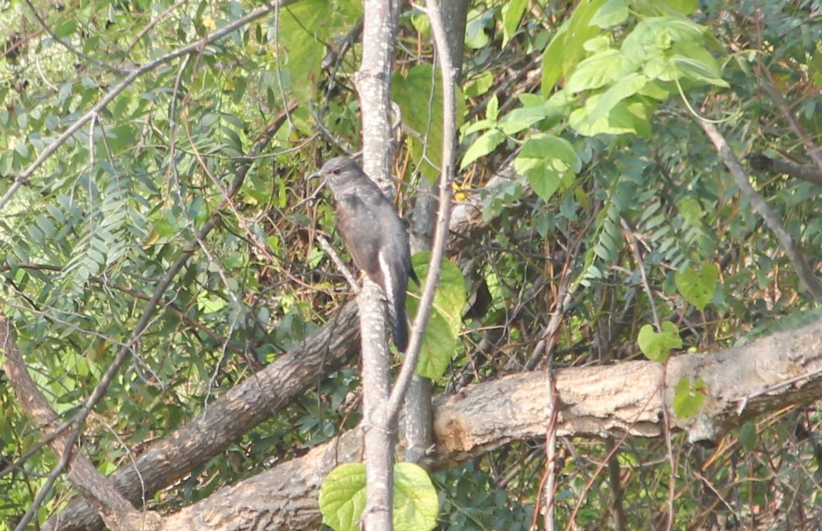 Gray-bellied Cuckoo - ML646955323