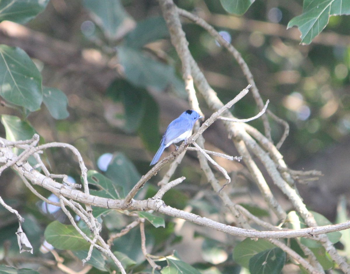 Black-naped Monarch - ML646955330