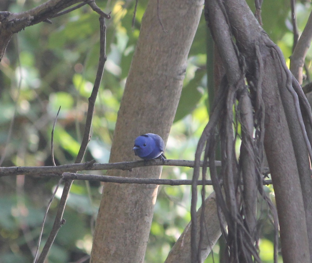 Black-naped Monarch - ML646955331