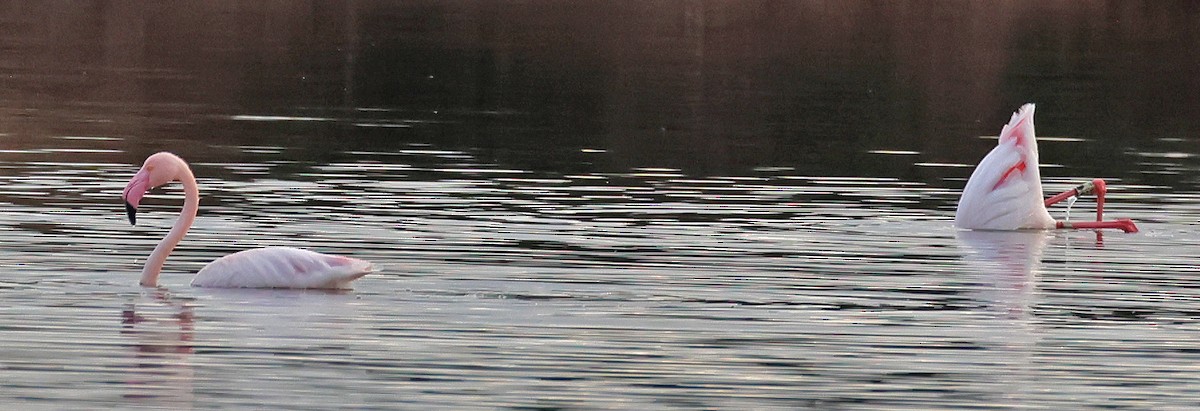 Greater Flamingo - ML646955335