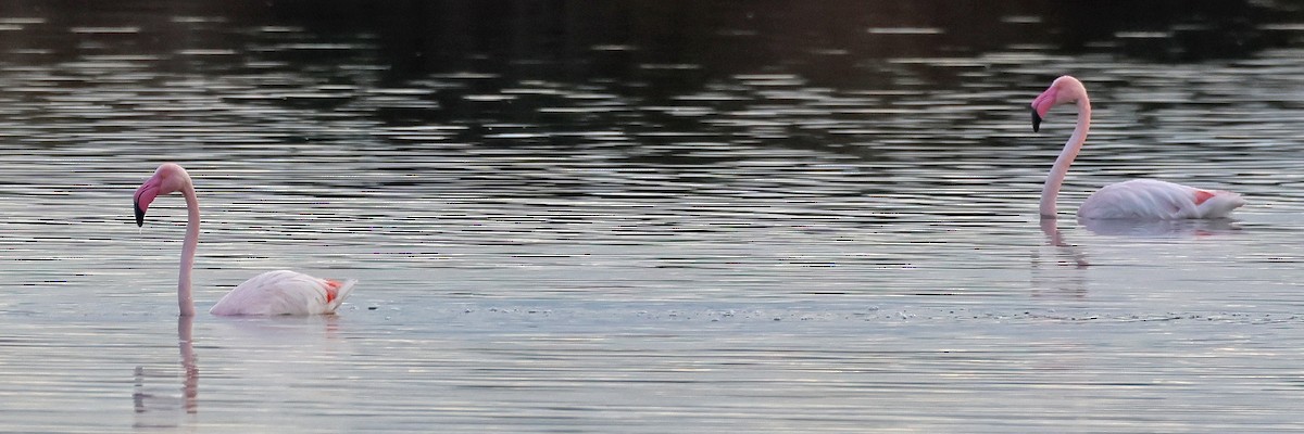 Greater Flamingo - ML646955336