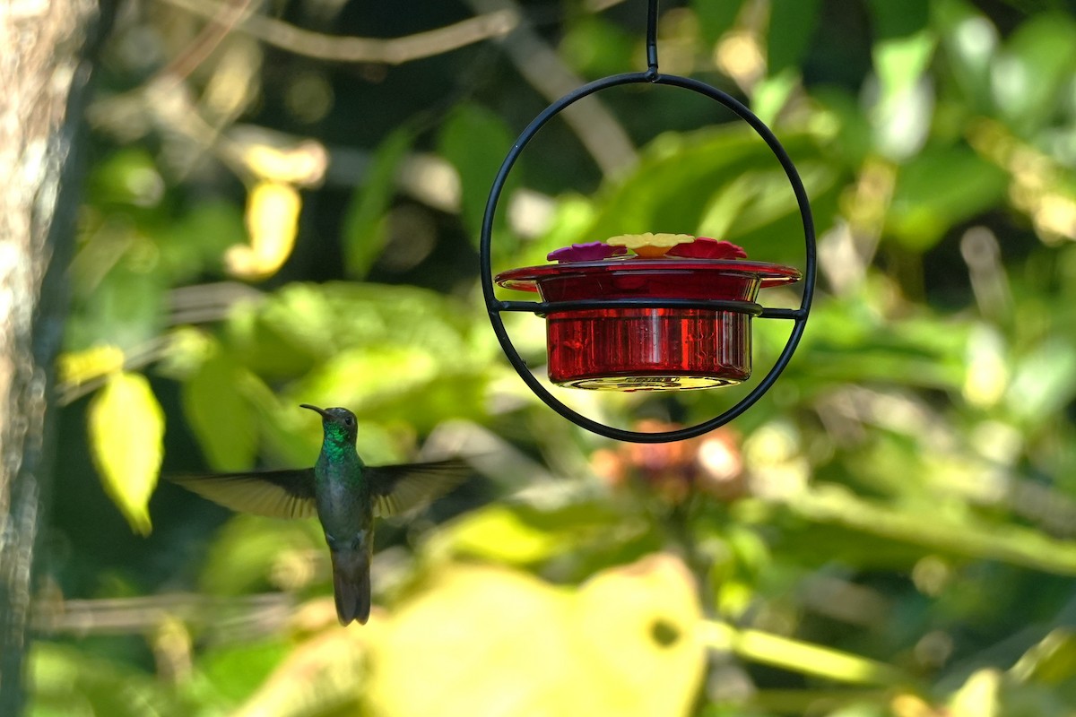 Buff-bellied Hummingbird - ML646955342