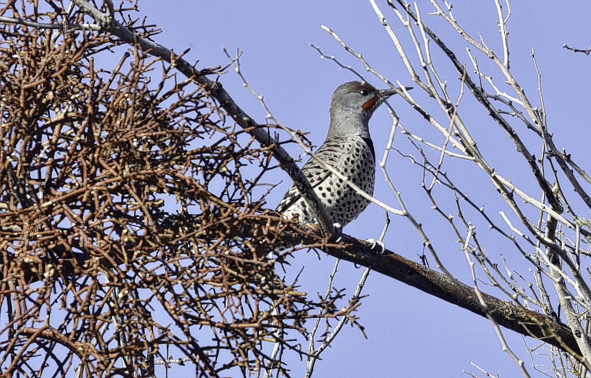 Altın Ağaçkakan [cafer grubu] - ML646955351