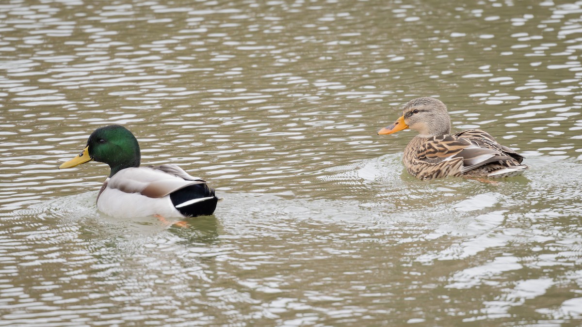 Ánade Azulón - ML646955353