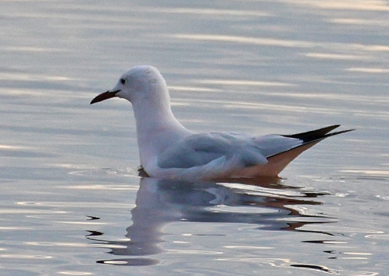 Slender-billed Gull - ML646955354