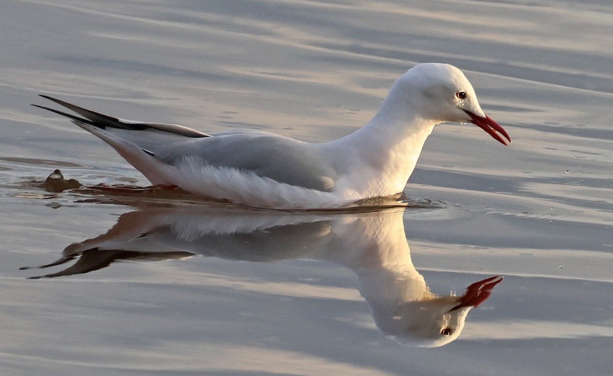 Slender-billed Gull - ML646955355
