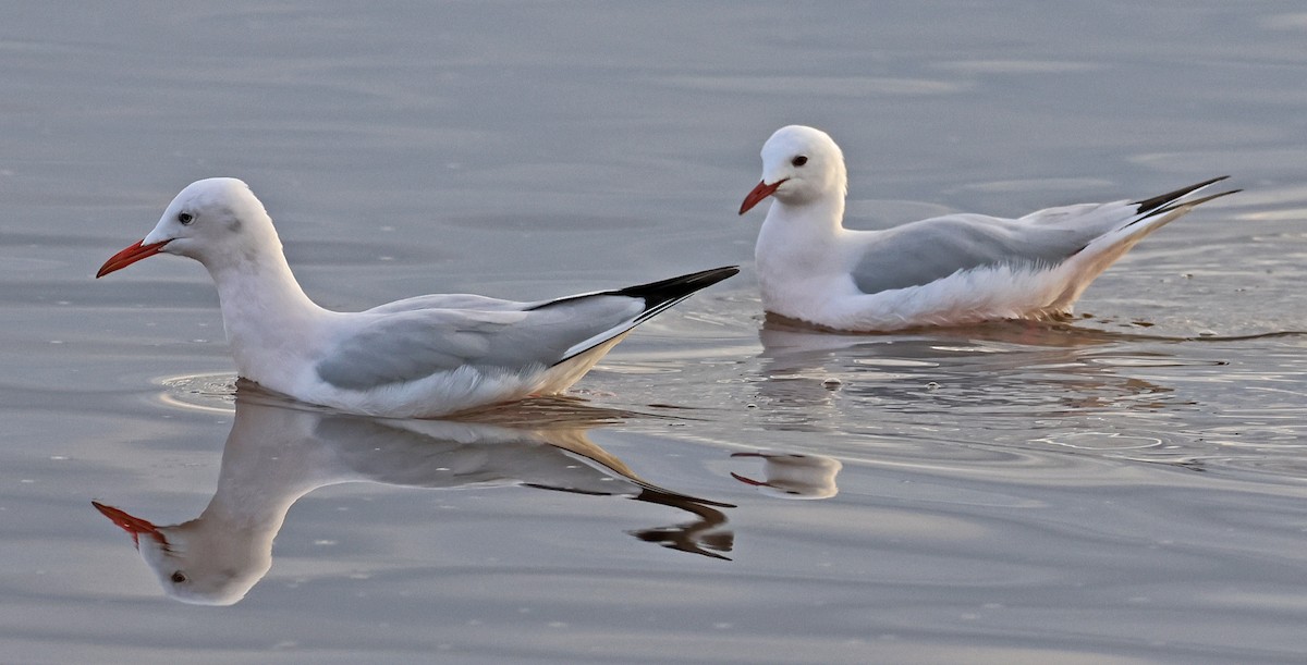 Slender-billed Gull - ML646955356