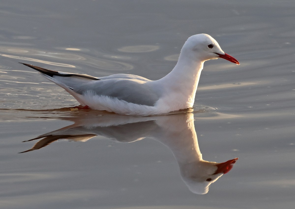 Slender-billed Gull - ML646955357