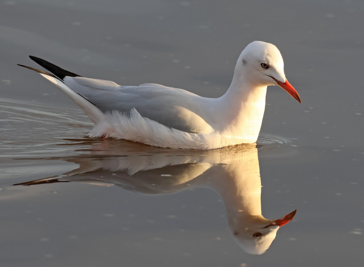 Slender-billed Gull - ML646955358