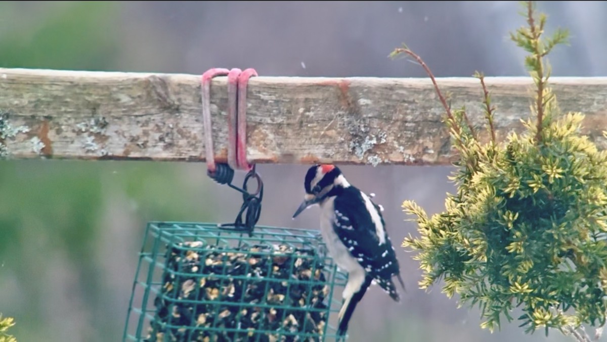 セジロアカゲラ - ML646955362